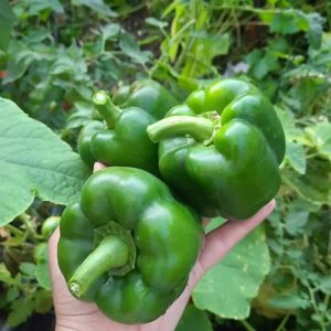 فلفل دلمه ای