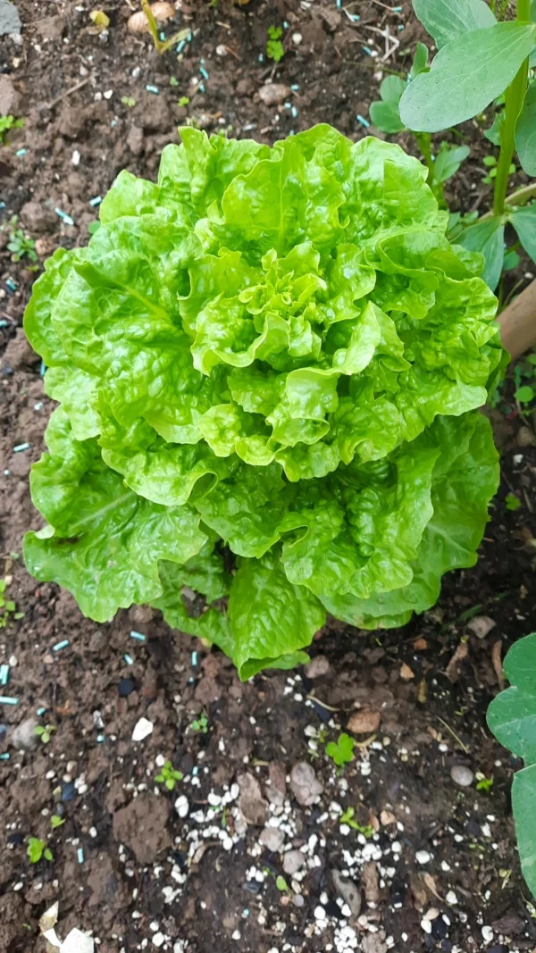 کاهو محلی