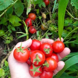 گوجه گیلاسی