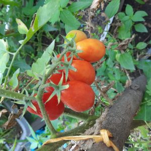 گوجه گلابی قرمز