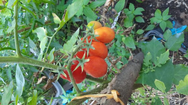 گوجه گلابی قرمز