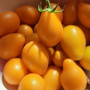 گوجه گلابی زرد