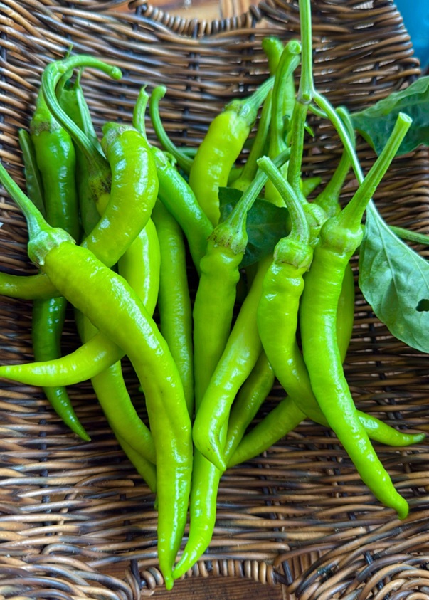 فلفل راما شیرین