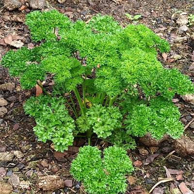 petroselinum-crispum-in-soil