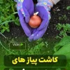 چرا تربچه برگ میدهد ولی ریشهاش درشت نمیشود؟ آموزش کاشت پیازهای دورریز