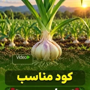 آموزش کود مناسب برای سیر