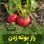 راز بوته زدن تربچه در باغچه